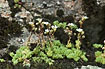 Photo ofThick-leaved Stonecrop (Sedum dasyphyllum). Photographer: 
