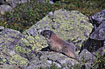 Photo ofAlpine Marmot (Marmota marmota). Photographer: 