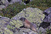 Photo ofAlpine Marmot (Marmota marmota). Photographer: 