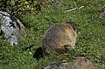 Foto af Murmeldyr (Marmota marmota). Fotograf: 