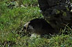 Adult Marmot seeking shadow