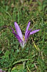 Photo ofSpring Meadow Saffron (Bulbocodium vernum). Photographer: 