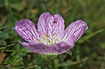 Photo ofHardy Geranium (Geranium cinereum). Photographer: 