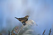 Photo ofPallass Grasshopper Warbler (Locustella certhiola). Photographer: 