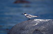 Photo ofWhite-cheeked Tern (Sterna repressa). Photographer: 