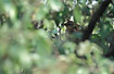 Photo ofSiberian Thrush (Zoothera sibirica). Photographer: 