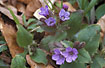 Photo ofSuffolk Lungwort (Pulmonaria obscura). Photographer: 