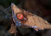 Araneus alsine with eggs.