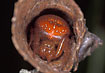 Photo ofPink Orb Weaver (Araneus alsine). Photographer: 
