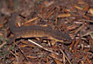 A female Common newt