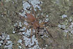 The common sac spider Clubiona terrestris