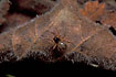 Foto af Dvrgedderkop (Oedothorax sp.). Fotograf: 