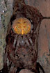 The beatyful spider Araneus marmoreus in a birch leaf.
