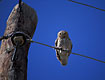 Vigilant Little owl on telephone wire