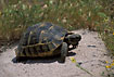 Unidentified turtoise