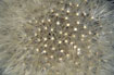 Close-up of Common Dandelion