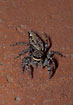 The large jumping spider Marpissa muscosa on a wall