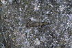 The well camouflaged Sea bristletail  on a rock