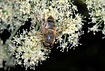 Foraging hoverfly