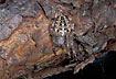 Foto af Korsedderkop (Araneus diadematus). Fotograf: 