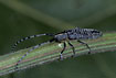 Photo of (Agapanthia villosoviridescens). Photographer: 