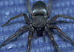 Photo ofMouse spider (Scotophaeus blackwalli). Photographer: 