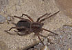 The nocturnal spider Agroeca proxima