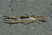 Photo ofStriped Earwig,  Shore Earwig,  Riparian Earwig (Labidura riparia). Photographer: 