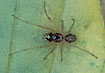 The spider Pachygnatha listeri 