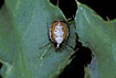 The small orbweaver Hypsosinga albovittata