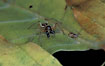 The spider Pachygnatha listeri