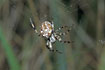 Foto af Kvadratedderkop (Araneus quadratus). Fotograf: 