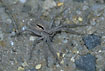 The rare crab spider Thanatus formicinus