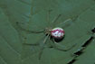 The common spider Enoplognatha ovata