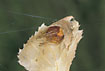 Photo ofPink Orb Weaver (Araneus alsine). Photographer: 