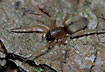 The common sac spider Clubiona subsultans