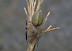The pretty sac spider Cheiracantium virescens