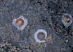 Foto af Stranddvrgedderkop  (Erigone arctica). Fotograf: 