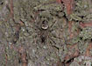 The spider Barktppespinder, that lives on tree trunks