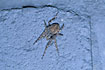 The impressive spider Larinioides sclopetarius