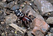 The beautiful spider Poecilochroa variana