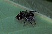 The rare jumping spider Sitticus floricola