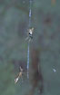 The orb weaver Cyclosa conica with prey