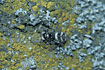 Foto af Almindelig Zebraedderkop (Salticus scenicus). Fotograf: 