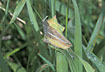 Foto af Almindelig pighnd (Cheiracantium erraticum). Fotograf: 