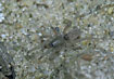 The rare dune spider Haplodrassus dalmatensis