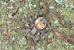 The locally distributed spider Larinioides patagiatus