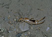 Photo ofStriped Earwig,  Shore Earwig,  Riparian Earwig (Labidura riparia). Photographer: 