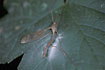 Photo of (Entomophtora sp.). Photographer: 