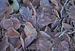 Dry leaves covered with frost